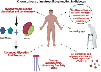 A Bittersweet Response to Infection in Diabetes; Targeting Neutrophils to Modify Inflammation and Improve Host Immunity